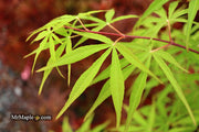 - Acer palmatum 'Fukinagashi' Strap Leaf Japanese Maple - Mr Maple │ Buy Japanese Maple Trees