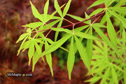 - Acer palmatum 'Fukinagashi' Strap Leaf Japanese Maple - Mr Maple │ Buy Japanese Maple Trees