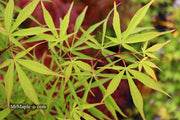 - Acer palmatum 'Fukinagashi' Strap Leaf Japanese Maple - Mr Maple │ Buy Japanese Maple Trees