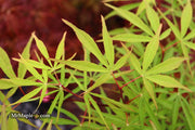 - Acer palmatum 'Fukinagashi' Strap Leaf Japanese Maple - Mr Maple │ Buy Japanese Maple Trees