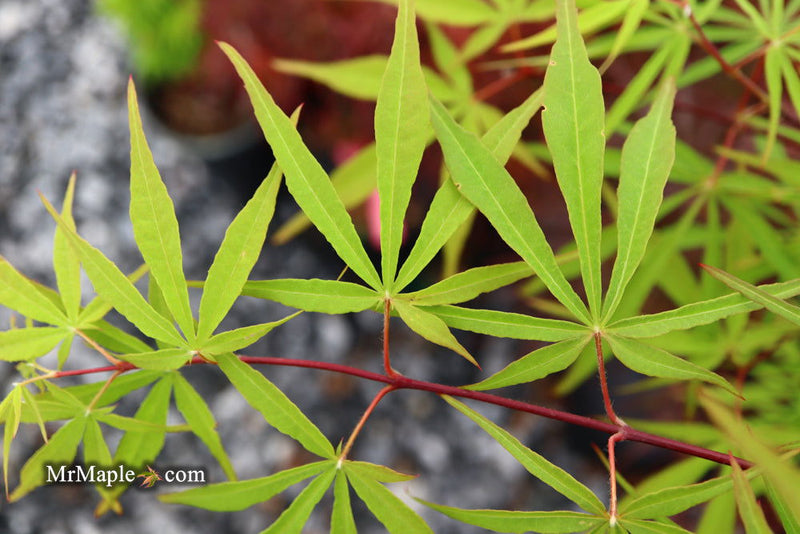 - Acer palmatum 'Fukinagashi' Strap Leaf Japanese Maple - Mr Maple │ Buy Japanese Maple Trees