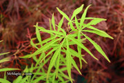 - Acer palmatum 'Fukinagashi' Strap Leaf Japanese Maple - Mr Maple │ Buy Japanese Maple Trees