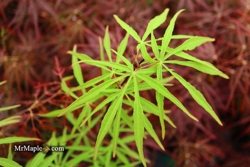 - Acer palmatum 'Fukinagashi' Strap Leaf Japanese Maple - Mr Maple │ Buy Japanese Maple Trees