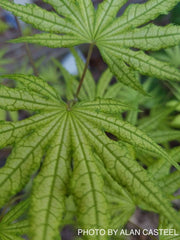 - Acer palmatum 'Gaki no sugi' Japanese Maple - Mr Maple │ Buy Japanese Maple Trees