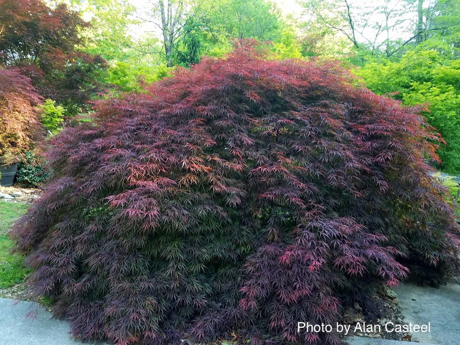 - Acer palmatum 'Garnet' Japanese Maple - Mr Maple │ Buy Japanese Maple Trees