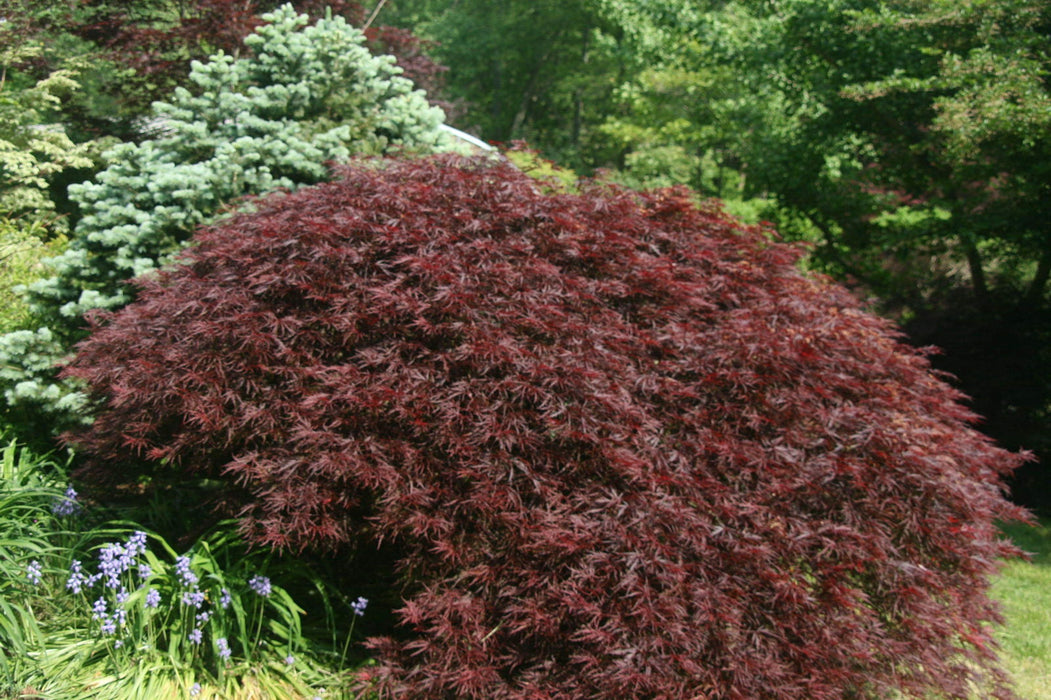 - Acer palmatum 'Garnet' Japanese Maple - Mr Maple │ Buy Japanese Maple Trees