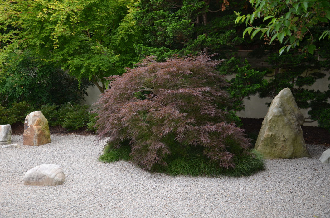 - Acer palmatum 'Garnet' Japanese Maple - Mr Maple │ Buy Japanese Maple Trees