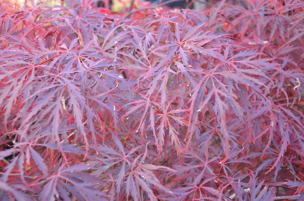 - Acer palmatum 'Garnet' Japanese Maple - Mr Maple │ Buy Japanese Maple Trees