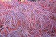 - Acer palmatum 'Garnet' Japanese Maple - Mr Maple │ Buy Japanese Maple Trees