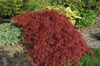 - Acer palmatum 'Garnet' Japanese Maple - Mr Maple │ Buy Japanese Maple Trees