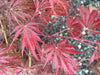 - Acer palmatum 'Garnet' Japanese Maple - Mr Maple │ Buy Japanese Maple Trees