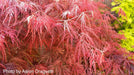 - Acer palmatum 'Garnet' Japanese Maple - Mr Maple │ Buy Japanese Maple Trees