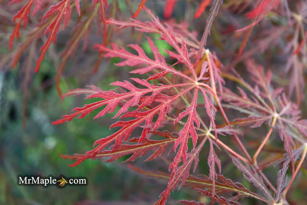 - Acer palmatum 'Garnet' Japanese Maple - Mr Maple │ Buy Japanese Maple Trees