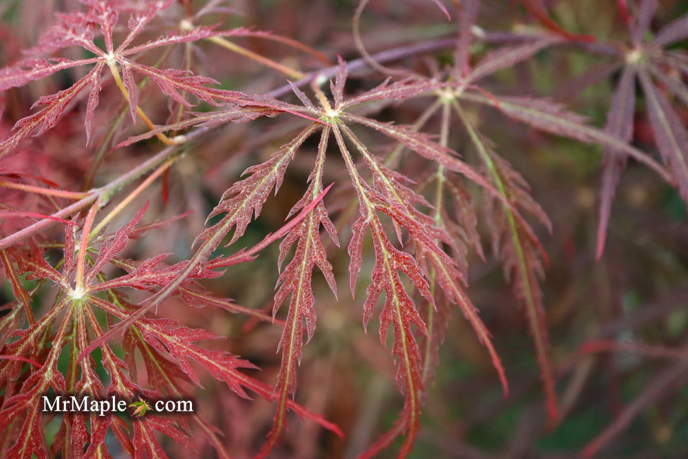 - Acer palmatum 'Garnet' Japanese Maple - Mr Maple │ Buy Japanese Maple Trees