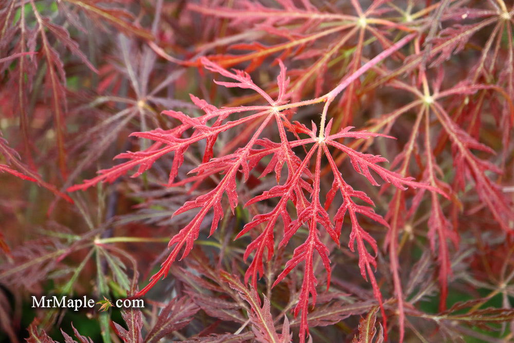 - Acer palmatum 'Garnet' Japanese Maple - Mr Maple │ Buy Japanese Maple Trees