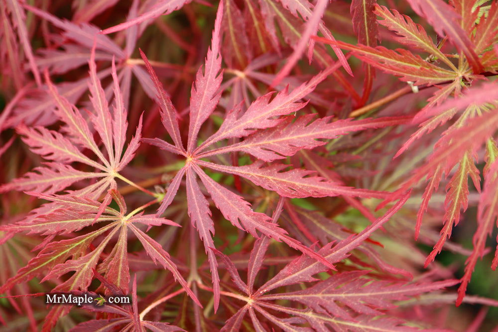 - Acer palmatum 'Garnet' Japanese Maple - Mr Maple │ Buy Japanese Maple Trees