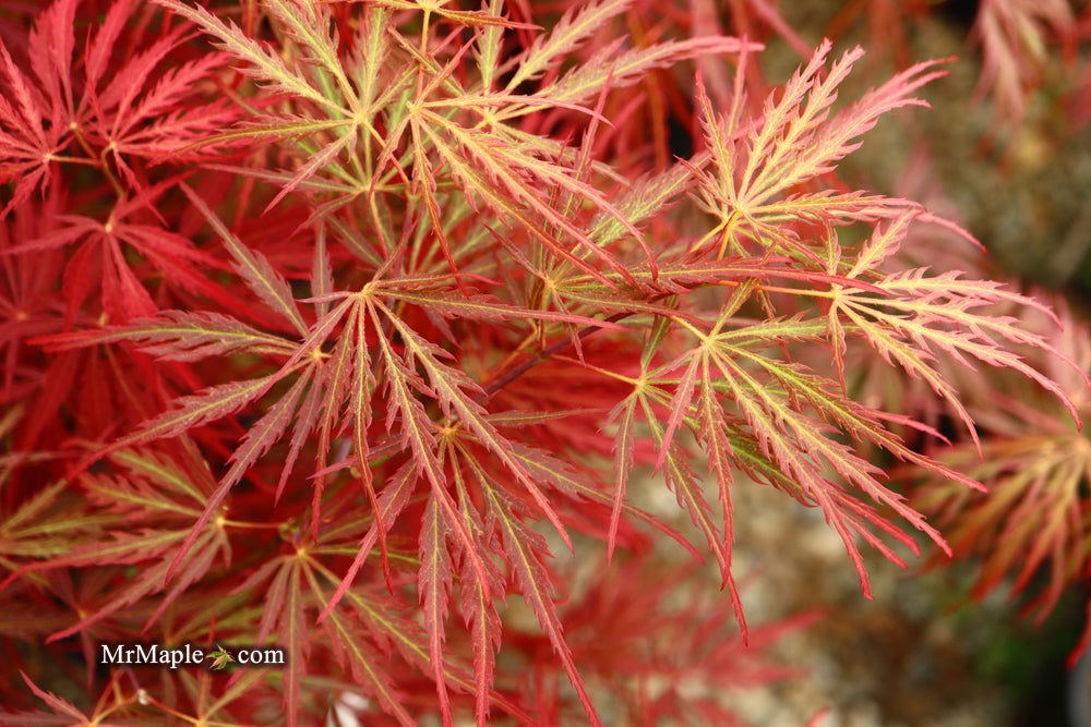 - Acer palmatum 'Garnet' Japanese Maple - Mr Maple │ Buy Japanese Maple Trees