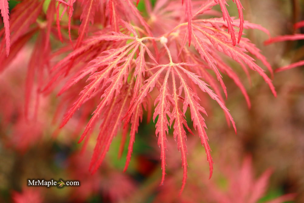 - Acer palmatum 'Garnet' Japanese Maple - Mr Maple │ Buy Japanese Maple Trees