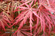 - Acer palmatum 'Garnet' Japanese Maple - Mr Maple │ Buy Japanese Maple Trees