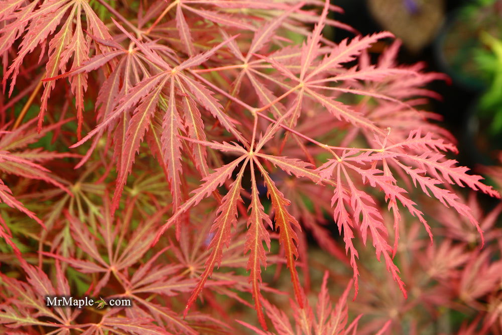 - Acer palmatum 'Garnet' Japanese Maple - Mr Maple │ Buy Japanese Maple Trees