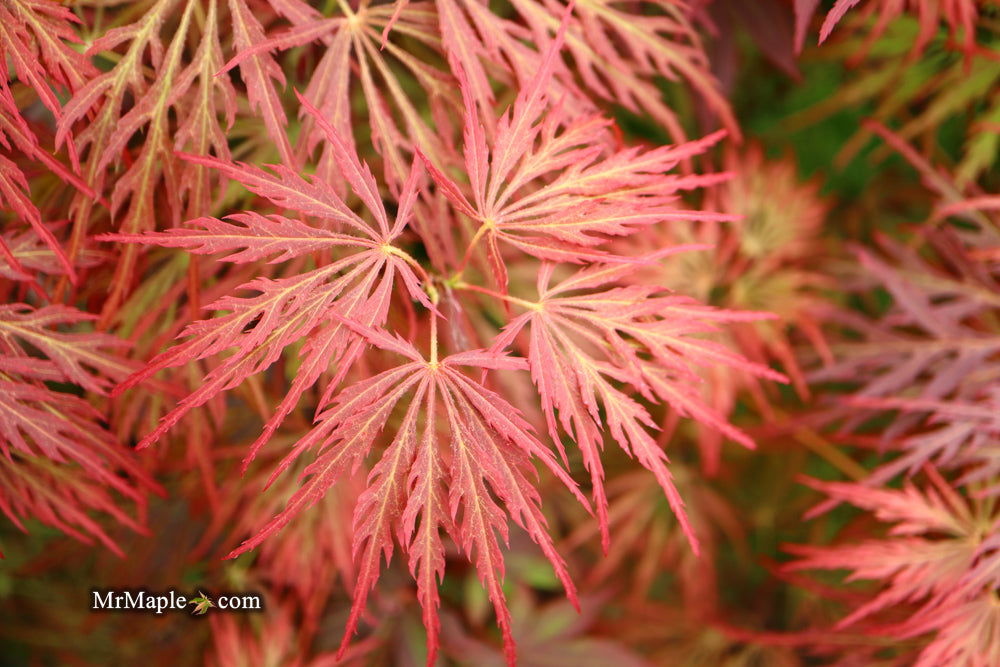 - Acer palmatum 'Garnet' Japanese Maple - Mr Maple │ Buy Japanese Maple Trees