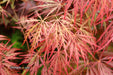 - Acer palmatum 'Garnet' Japanese Maple - Mr Maple │ Buy Japanese Maple Trees