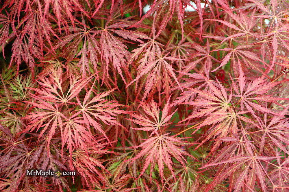 - Acer palmatum 'Garnet' Japanese Maple - Mr Maple │ Buy Japanese Maple Trees