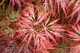 - Acer palmatum 'Garnet' Japanese Maple - Mr Maple │ Buy Japanese Maple Trees