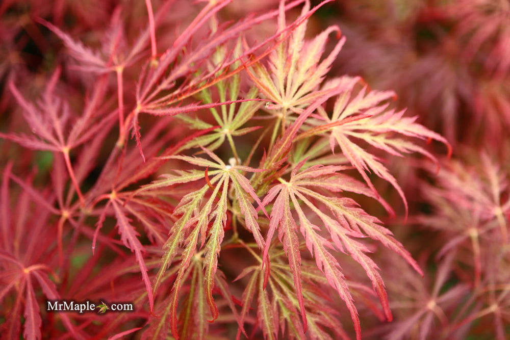 - Acer palmatum 'Garnet' Japanese Maple - Mr Maple │ Buy Japanese Maple Trees