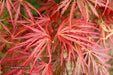 - Acer palmatum 'Garnet' Japanese Maple - Mr Maple │ Buy Japanese Maple Trees