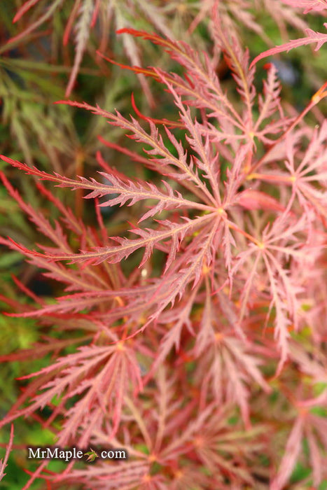 - Acer palmatum 'Garnet' Japanese Maple - Mr Maple │ Buy Japanese Maple Trees