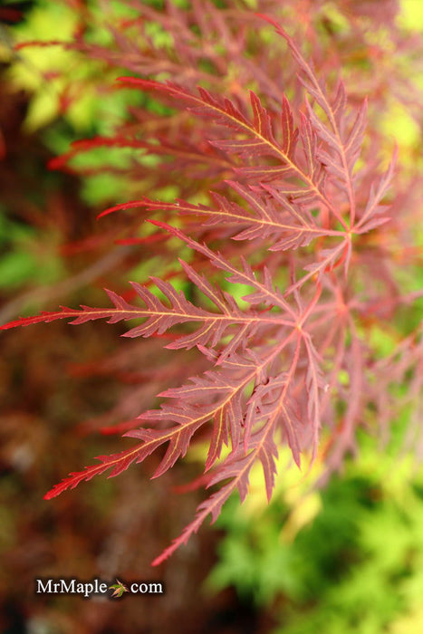 - Acer palmatum 'Garnet' Japanese Maple - Mr Maple │ Buy Japanese Maple Trees