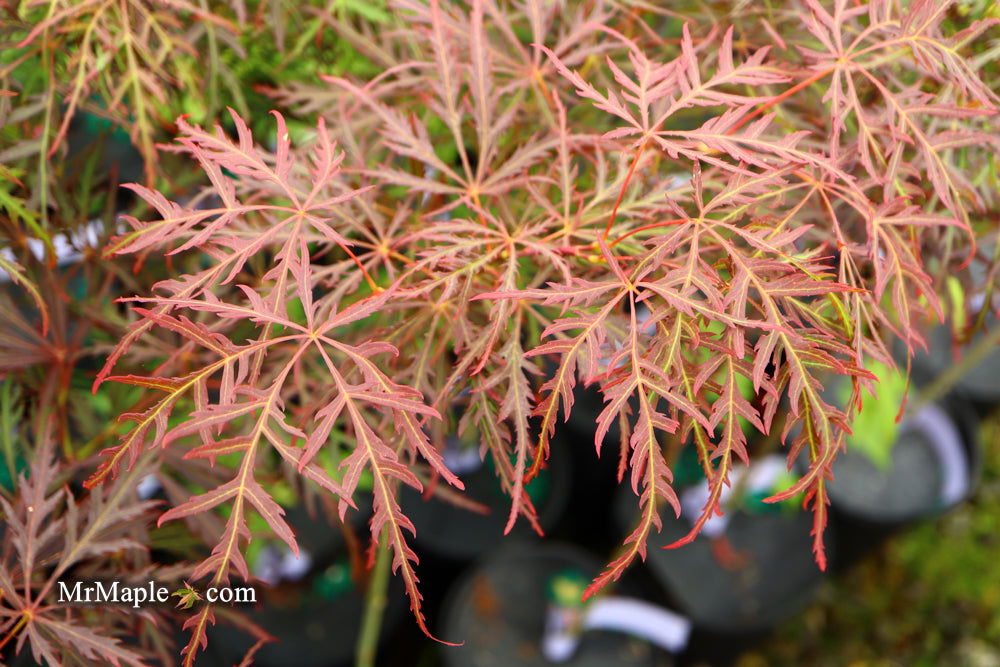 - Acer palmatum 'Garnet' Japanese Maple - Mr Maple │ Buy Japanese Maple Trees