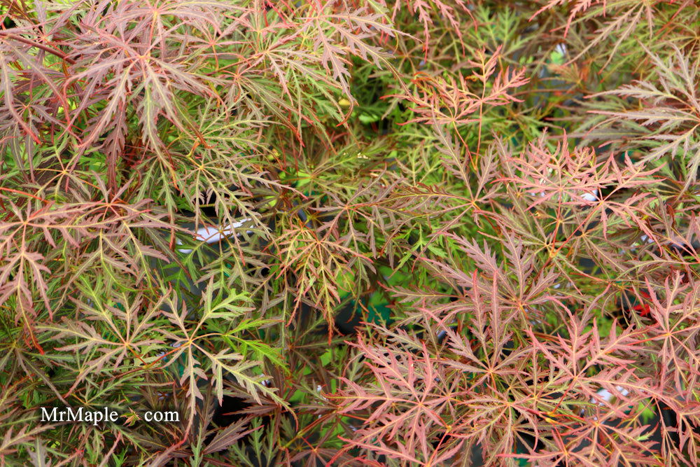 - Acer palmatum 'Garnet' Japanese Maple - Mr Maple │ Buy Japanese Maple Trees