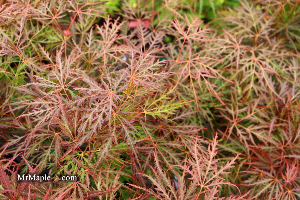 - Acer palmatum 'Garnet' Japanese Maple - Mr Maple │ Buy Japanese Maple Trees