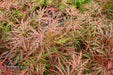 - Acer palmatum 'Garnet' Japanese Maple - Mr Maple │ Buy Japanese Maple Trees