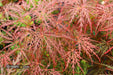 - Acer palmatum 'Garnet' Japanese Maple - Mr Maple │ Buy Japanese Maple Trees