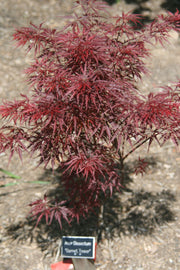 - Acer palmatum 'Garnet Tower' Japanese Maple - Mr Maple │ Buy Japanese Maple Trees