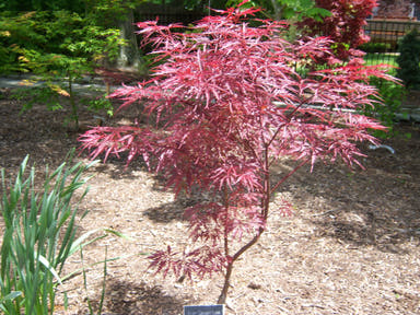 - Acer palmatum 'Garnet Tower' Japanese Maple - Mr Maple │ Buy Japanese Maple Trees