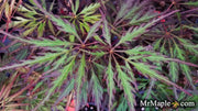 - Acer palmatum 'Garnet Tower' Japanese Maple - Mr Maple │ Buy Japanese Maple Trees