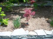 - Acer palmatum 'Garnet Tower' Japanese Maple - Mr Maple │ Buy Japanese Maple Trees