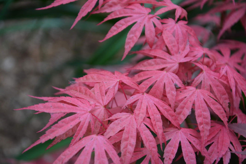 - Acer palmatum ‘Geisha’ Pink Japanese Maple - Mr Maple │ Buy Japanese Maple Trees