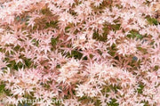 - Acer palmatum ‘Geisha’ Pink Japanese Maple - Mr Maple │ Buy Japanese Maple Trees