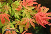 - Acer palmatum ‘Geisha’ Pink Japanese Maple - Mr Maple │ Buy Japanese Maple Trees