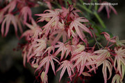 - Acer palmatum ‘Geisha’ Pink Japanese Maple - Mr Maple │ Buy Japanese Maple Trees