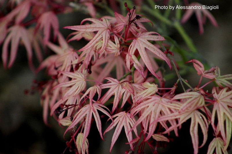 - Acer palmatum ‘Geisha’ Pink Japanese Maple - Mr Maple │ Buy Japanese Maple Trees