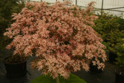 - Acer palmatum ‘Geisha’ Pink Japanese Maple - Mr Maple │ Buy Japanese Maple Trees