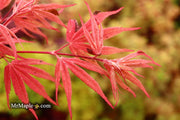 - Acer palmatum ‘Geisha’ Pink Japanese Maple - Mr Maple │ Buy Japanese Maple Trees