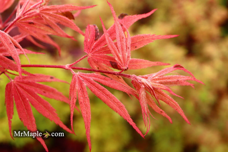 - Acer palmatum ‘Geisha’ Pink Japanese Maple - Mr Maple │ Buy Japanese Maple Trees