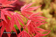 - Acer palmatum ‘Geisha’ Pink Japanese Maple - Mr Maple │ Buy Japanese Maple Trees